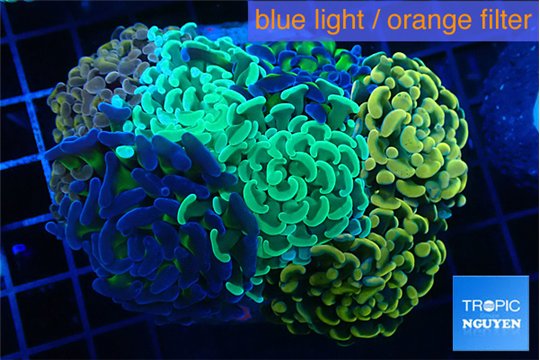 Euphyllia paraancora mix color garden premium 8-15 cm WYSIWYG acclimaté