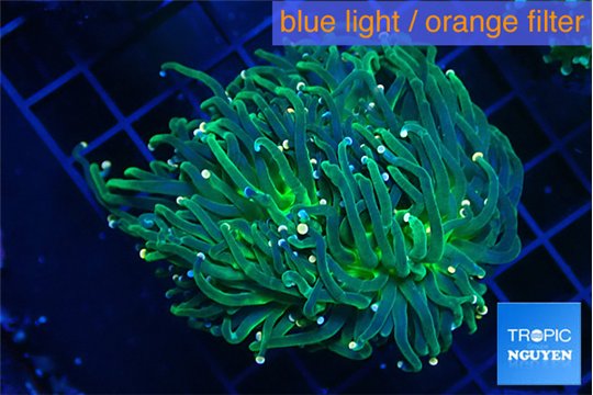 Euphyllia glabrescens green & pink tip 6-8 cm WYSIWYG acclimaté