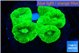 Caulastrea neon green 3-5 cm WYSIWYG acclimaté