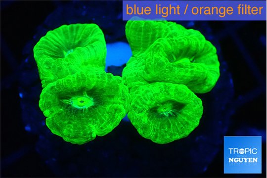 Caulastrea neon green 3-5 cm WYSIWYG acclimaté