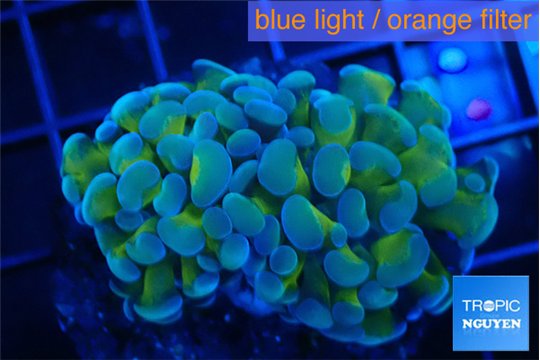 Euphyllia paraancora gold purple 3-5 cm WYSIWYG acclimaté