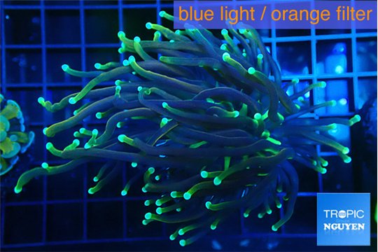 Euphyllia glabrescens holly grail torch 4-6 cm WYSIWYG acclimaté