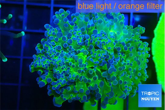 Euphyllia yayaemaensis green & purple tip 3-6 cm WYSIWYG acclimaté