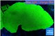 Montipora green cap 6-8 cm WYSIWYG acclimaté