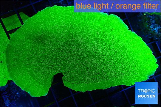 Montipora green cap 6-8 cm WYSIWYG acclimaté
