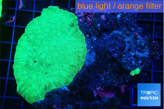 Favia green + cultured live rock 7-11 cm WYSIWYG acclimaté