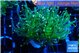 Euphyllia glabrescens green & pink tip 5-8 cm WYSIWYG acclimaté