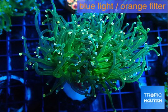 Euphyllia glabrescens green & pink tip 5-8 cm WYSIWYG acclimaté