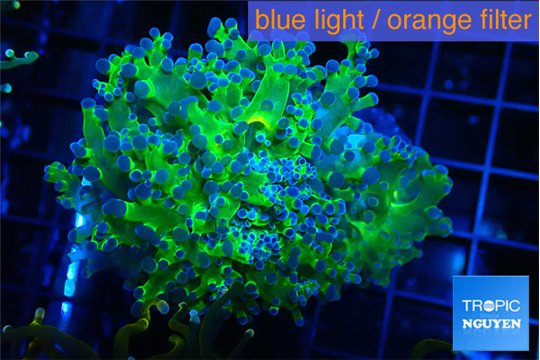 Euphyllia yayaemaensis green & purple tip 3-6 cm WYSIWYG acclimaté