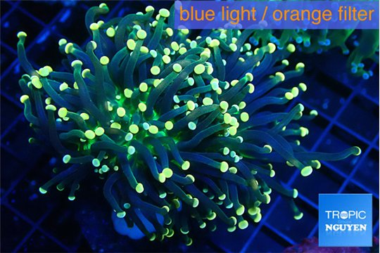 Euphyllia glabrescens joker orange tip 7-10 cm WYSIWYG acclimaté