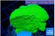 Montipora green cap 4-6 cm WYSIWYG acclimaté