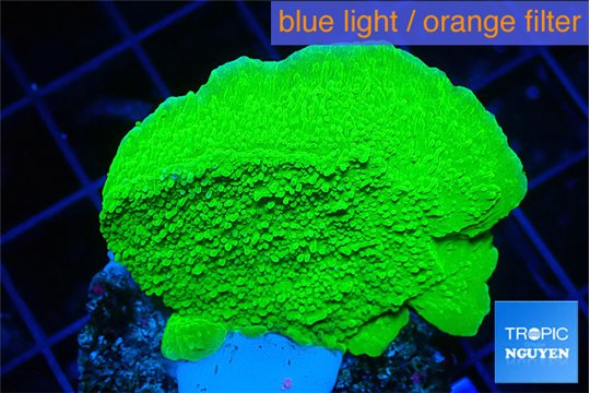 Montipora green cap 4-6 cm WYSIWYG acclimaté