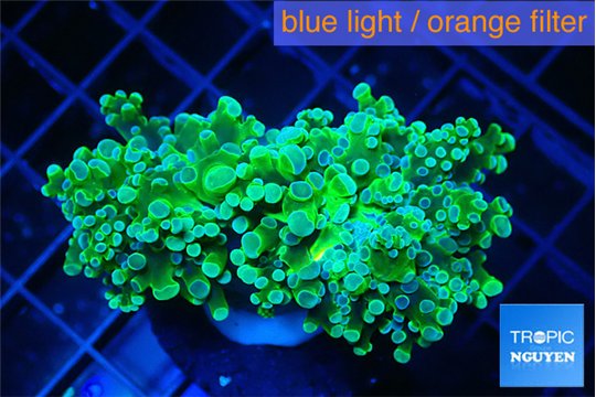 Euphyllia yayaemaensis green & purple tip 4-7 cm WYSIWYG acclimaté