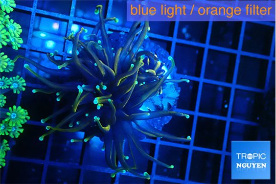 Euphyllia glabrescens holly grail torch 3-6 cm WYSIWYG acclimaté