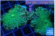 Ricordea yuma green 2-3 polyps WYSIWYG acclimaté