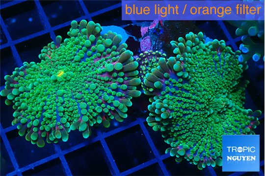 Ricordea yuma green 2-3 polyps WYSIWYG acclimaté