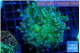 Euphyllia paradivisa green sunset 5-7 cm WYSIWYG acclimaté