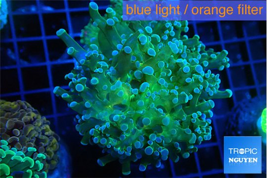 Euphyllia paradivisa green sunset 5-7 cm WYSIWYG acclimaté