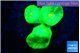 Caulastrea neon green 2-4 cm WYSIWYG acclimaté