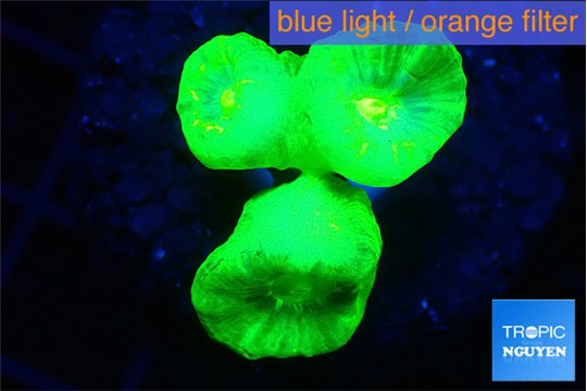 Caulastrea neon green 2-4 cm WYSIWYG acclimaté