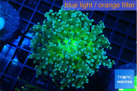 Euphyllia paradivisa green sunset 4-7 cm WYSIWYG acclimaté