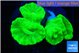 Caulastrea neon green 2-4 cm WYSIWYG acclimaté