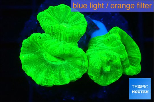 Caulastrea neon green 2-4 cm WYSIWYG acclimaté