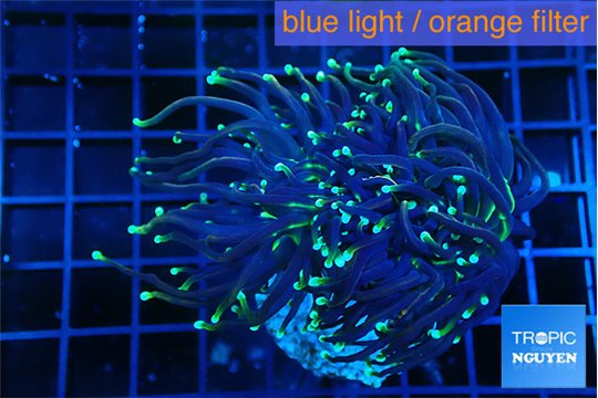 Euphyllia glabrescens joker orange tip 7-10 cm WYSIWYG acclimaté