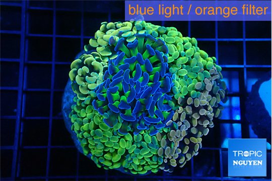 Euphyllia paraancora mix color garden premium 8-15 cm WYSIWYG acclimaté