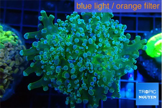 Euphyllia paradivisa green sunset 5-7 cm WYSIWYG acclimaté