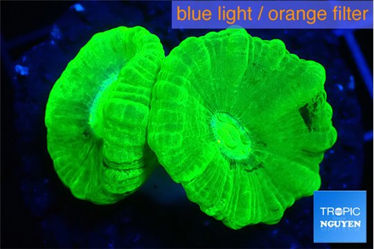 Caulastrea neon green 2-4 cm WYSIWYG acclimaté