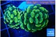 Euphyllia paraancora gold purple 3-5 cm WYSIWYG acclimaté