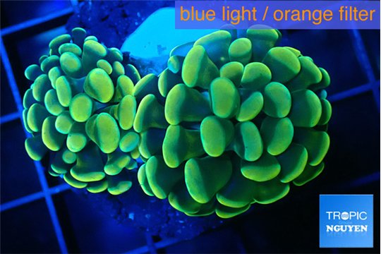 Euphyllia paraancora gold purple 3-5 cm WYSIWYG acclimaté