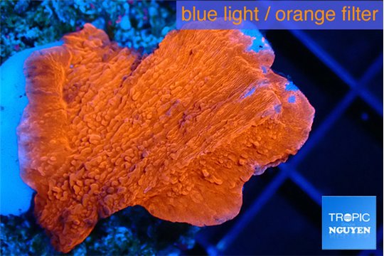 Montipora red cap 3-4 cm WYSIWYG acclimaté