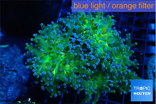 Euphyllia paradivisa green sunset 7-12 cm WYSIWYG acclimaté