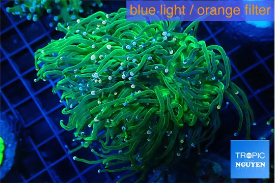 Euphyllia glabrescens green & pink tip torch 8-14 cm WYSIWYG acclimaté