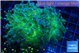 Euphyllia paradivisa green sunset 6-9 cm WYSIWYG acclimaté
