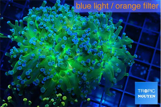 Euphyllia paradivisa green sunset 6-9 cm WYSIWYG acclimaté