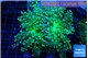 Euphyllia paradivisa green sunset 5-7 cm WYSIWYG acclimaté