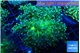 Euphyllia paradivisa green sunset 3-6 cm WYSIWYG acclimaté