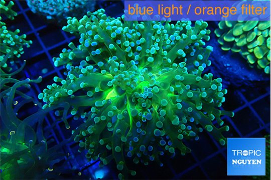 Euphyllia paradivisa green sunset 3-6 cm WYSIWYG acclimaté