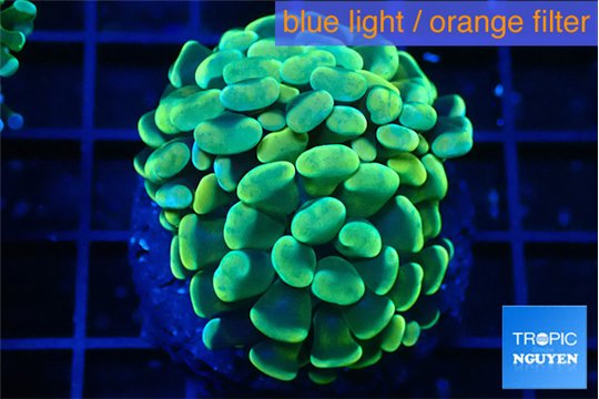 Euphyllia paraancora gold purple 3-5 cm WYSIWYG acclimaté