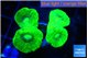 Caulastrea neon green 3-4 cm WYSIWYG acclimaté