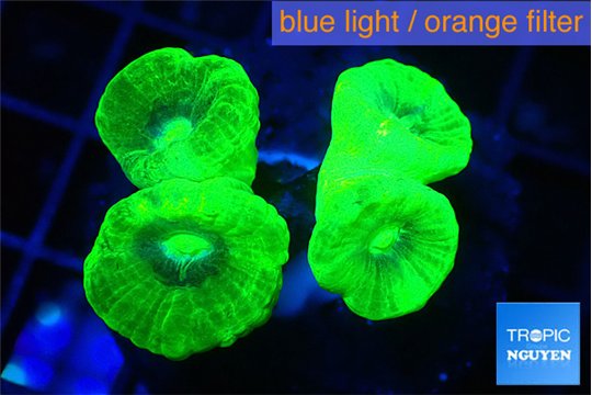 Caulastrea neon green 3-4 cm WYSIWYG acclimaté