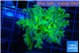 Euphyllia paradivisa green sunset 4-6 cm WYSIWYG acclimaté