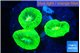 Caulastrea neon green 3-4 cm WYSIWYG acclimaté