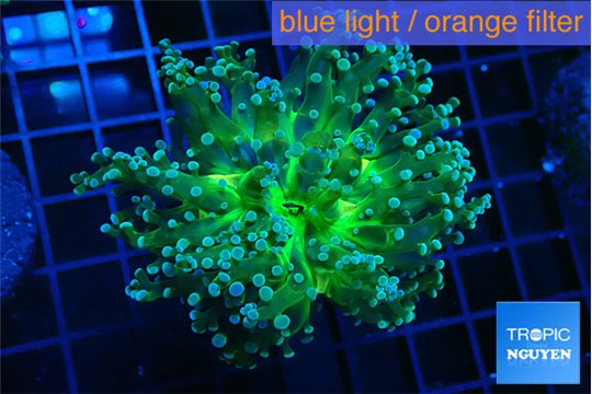 Euphyllia paradivisa green sunset 4-6 cm WYSIWYG acclimaté