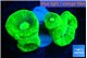 Caulastrea neon green 3-5 cm WYSIWYG acclimaté