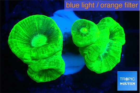 Caulastrea neon green 3-5 cm WYSIWYG acclimaté