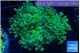 Euphyllia paradivisa green sunset 4-7 cm WYSIWYG acclimaté